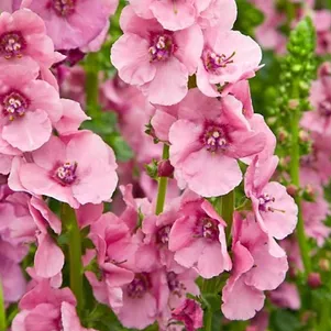 

Вербаскум (коровяк) Пинк Домино