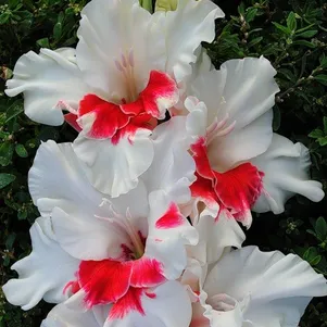 

Гладиолус Весточка