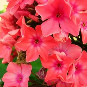 

Флокс Виндзор метельчатый