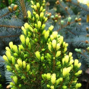 

Ель канадская Рэйнбоуз Энд