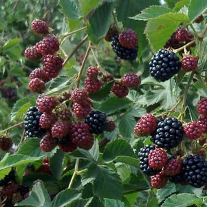 

Ежевика Тонфри (без шипов)