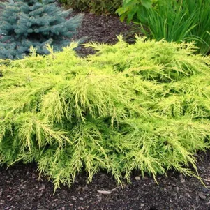 

Можжевельник средний Голд Стар