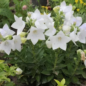 

Платикодон крупноцветковый Фуджи Вайт