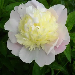 

Пион Прима Вера