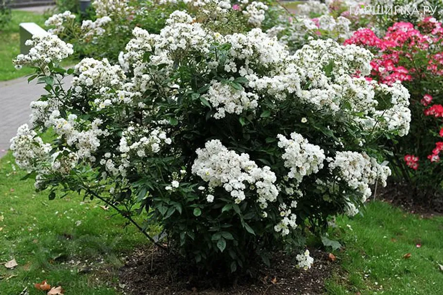 Роза Ватерлоо мускусная, Ленс (лиц)