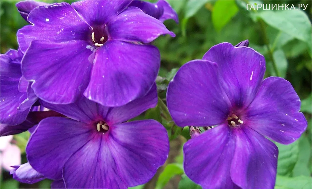 Флокс Магия