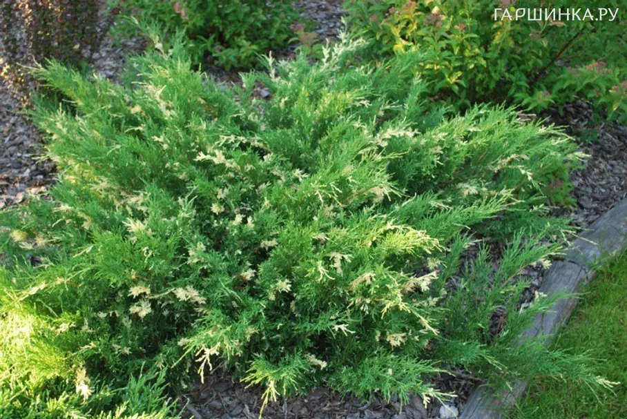 Можжевельник горизонтальный Андорра Вариегата