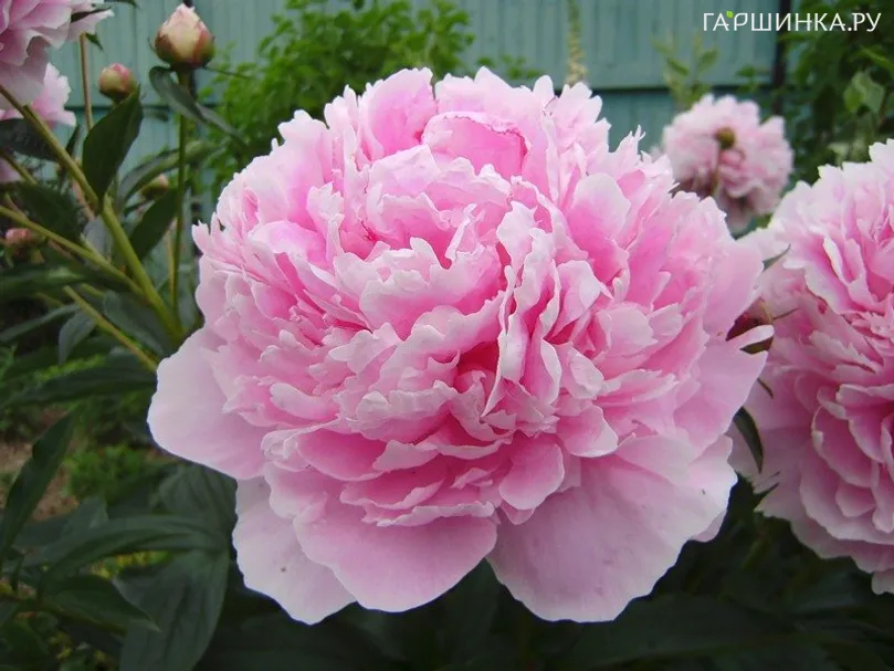 Пион Сара Бернар