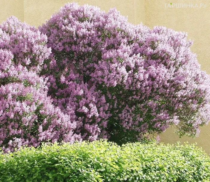 Сирень венгерская