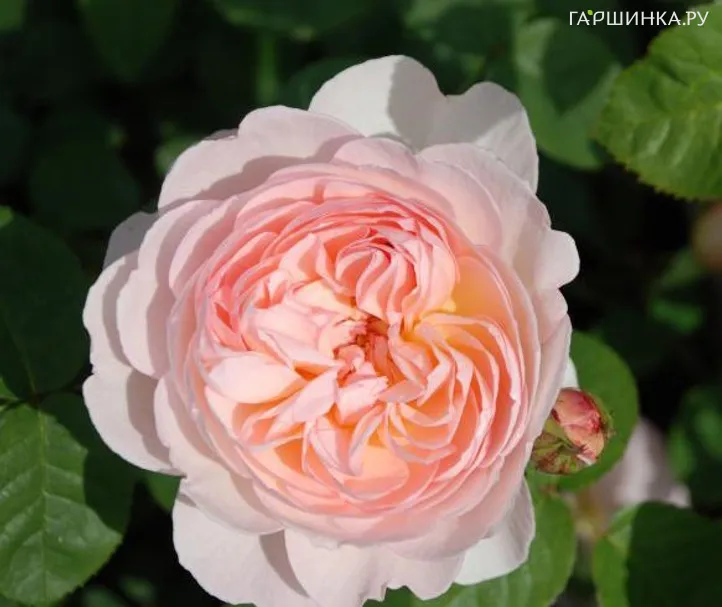 Роза Джентл Гермионе, Д.Остин кустарниковая (лиц)