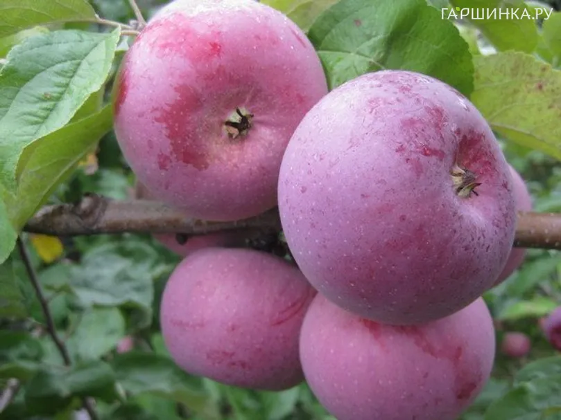 Яблоня Алеся