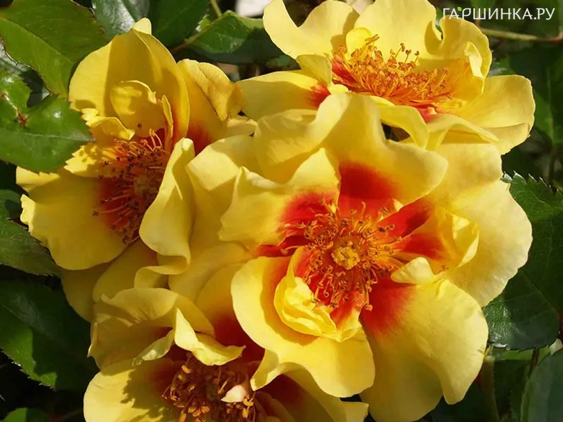 Роза Ай оф зе Тайгер, Ворнер (лиц)