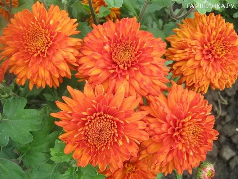 Хризантема Пектораль