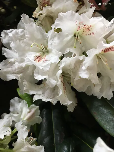 Рододендрон гибридный ПМА Тигерштэт