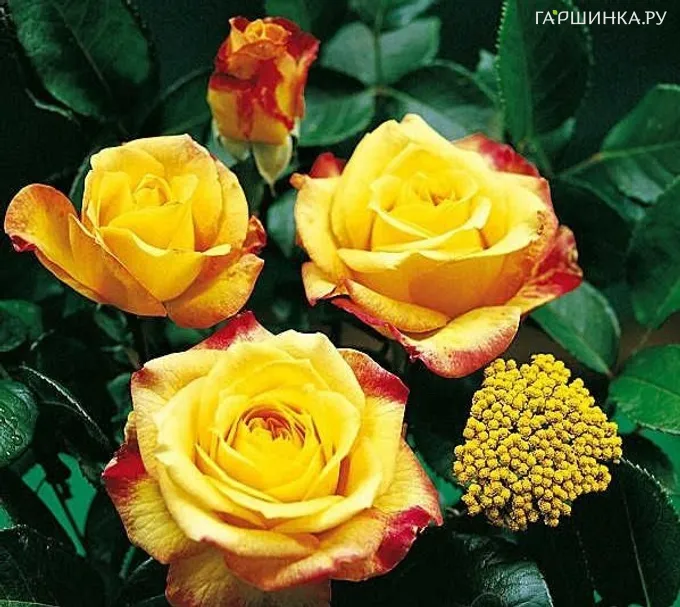 Роза Генриетта чайно-гибридная, Топалович (лиц)