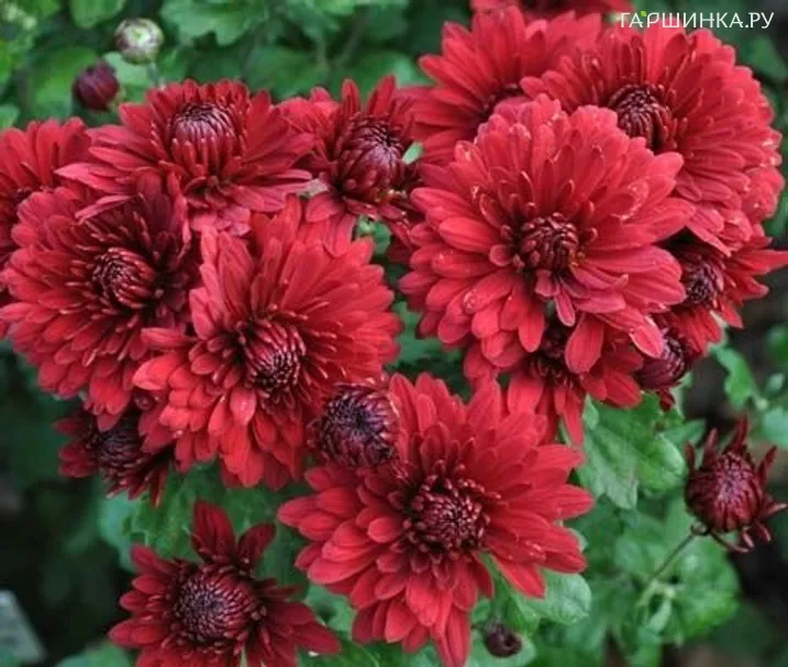 Хризантема Юрий Гагарин