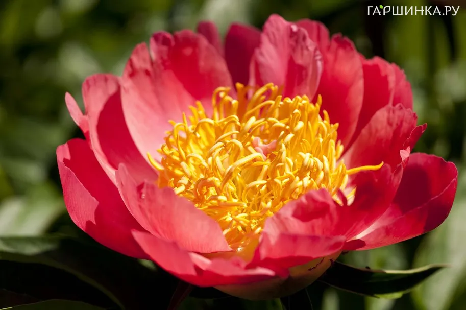 Пион Корал эн Голд