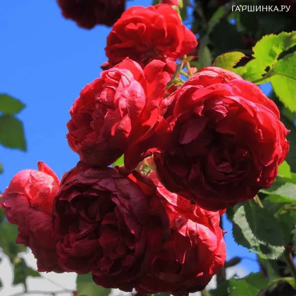 Роза Квадра канадская парковая (лиц)