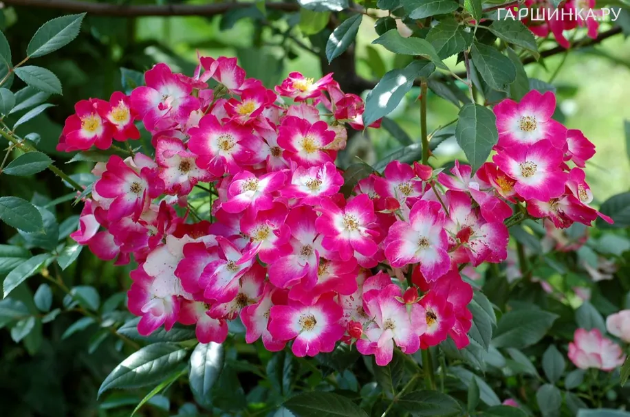 Роза Букаву мускусная, Ленс (лиц)