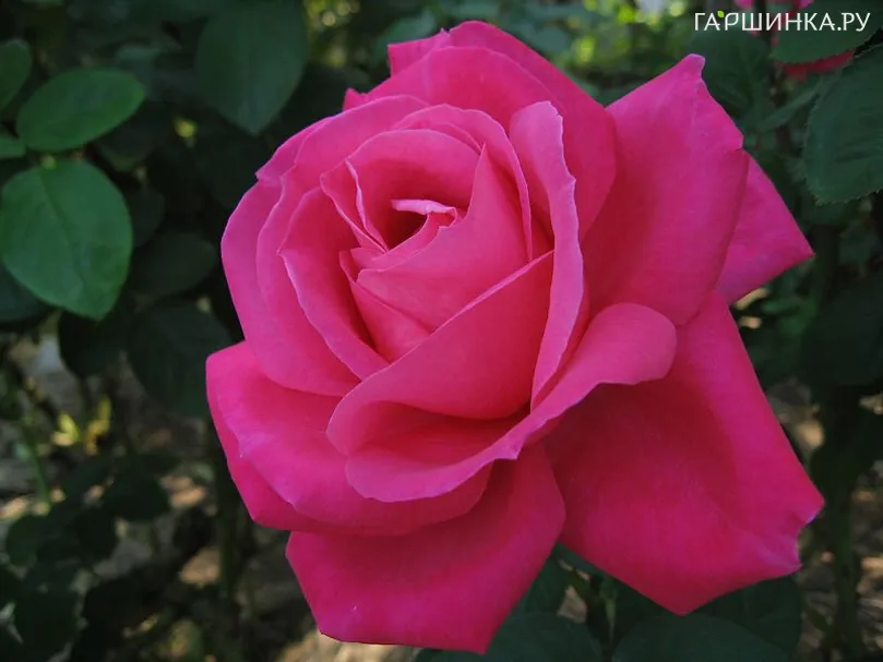 Роза Мария Каллас чайно-гибридная, Imperial Rose