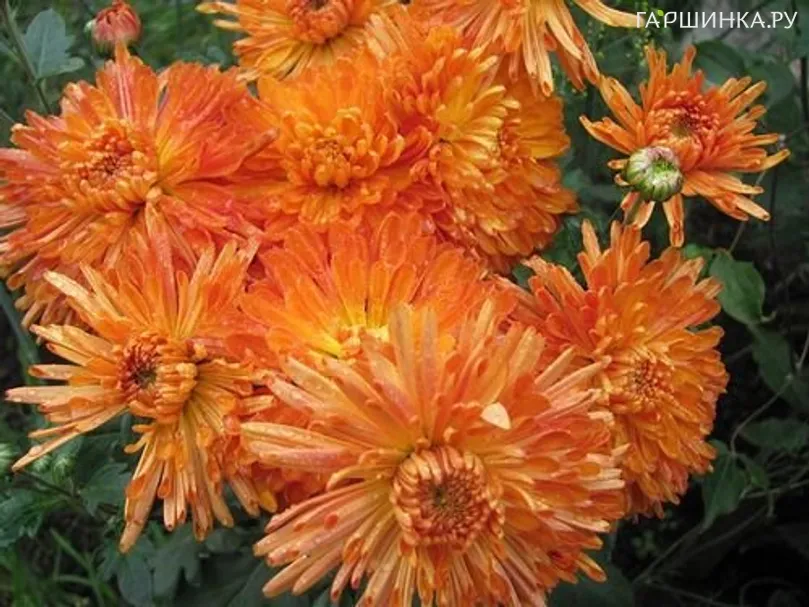 Хризантема Золотистый апельсин