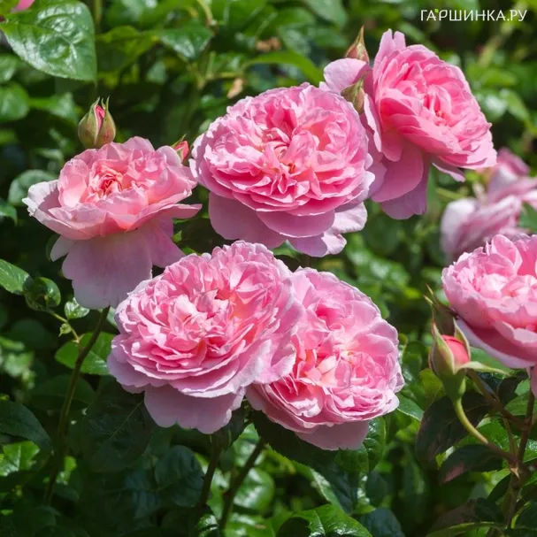 Роза Строберри Хил, Д.Остин кустарниковая (лиц)