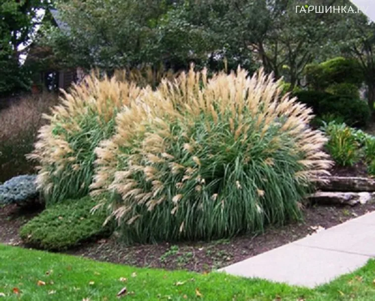 Мискантус Адажио