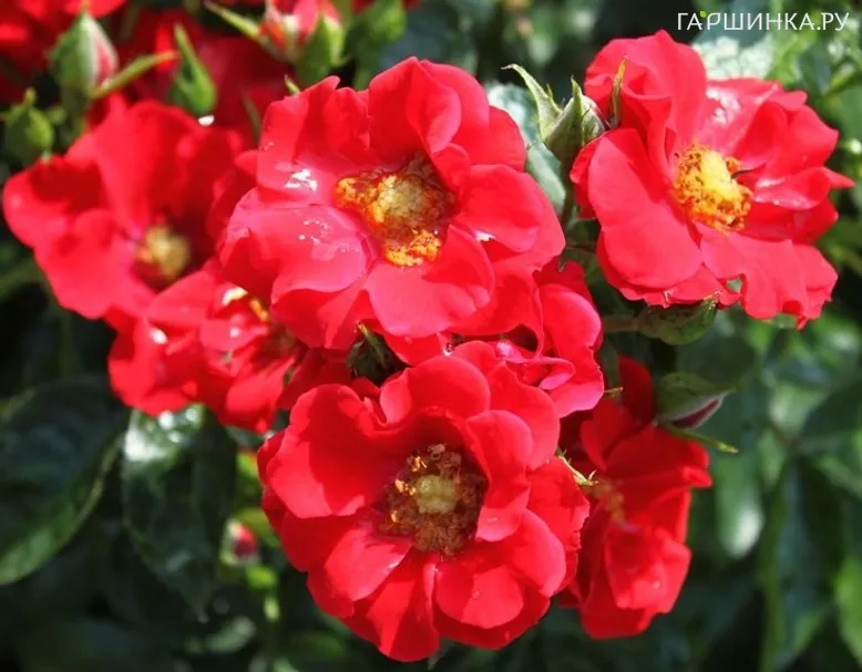 Роза Альпенглюхен почвопокровная, Тантау (лиц)