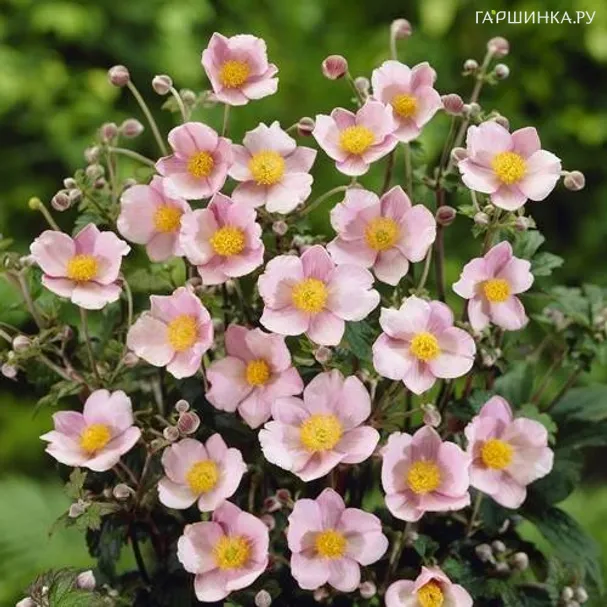 Анемона (Ветреница) Робустиссима войлочная