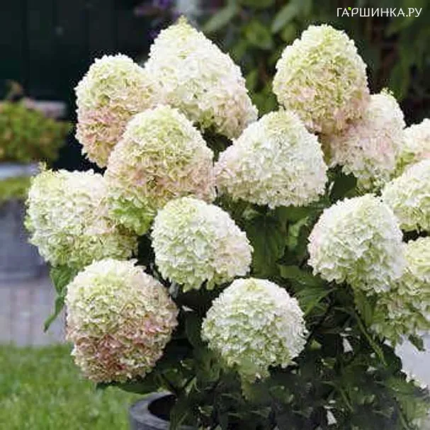 Гортензия Саммер Лав (Летняя любовь) метельчатая