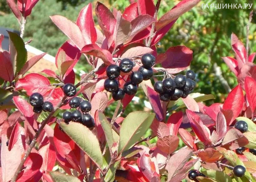 Черноплодная рябина (Арония) Хугин