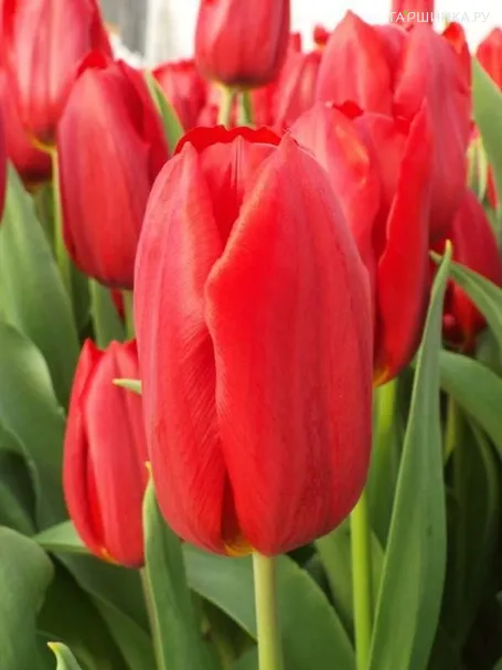 Тюльпан Эскейп Триумф 5шт.