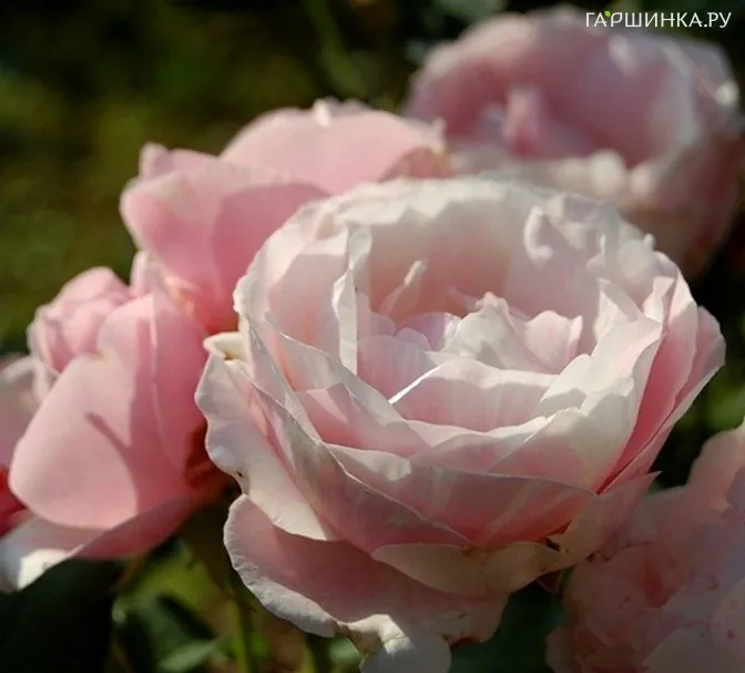 Роза Билет Ду, Дельбар (лиц)