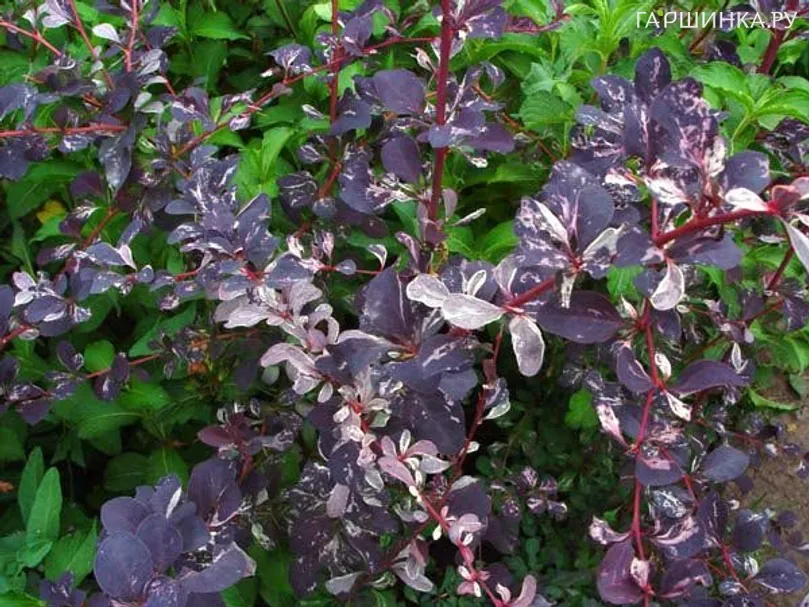 Барбарис Сильвер Майлс оттавский