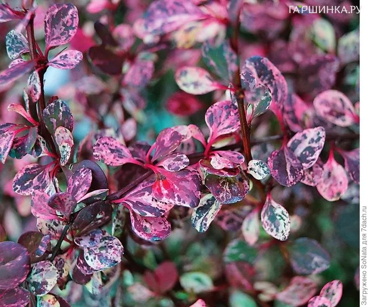 Барбарис Тунберга Фламинго