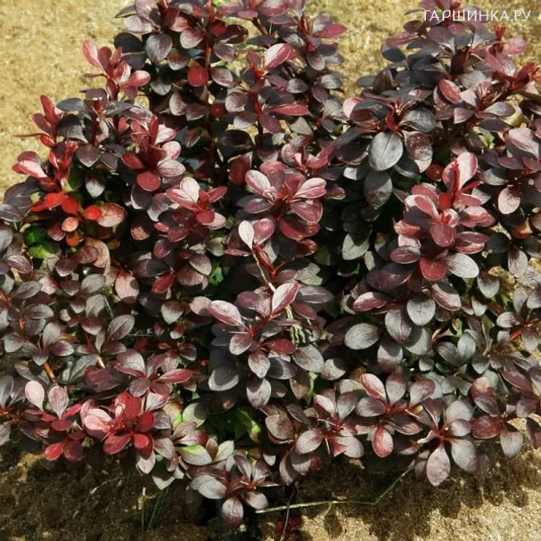 Барбарис Тунберга Дартс Ред Леди