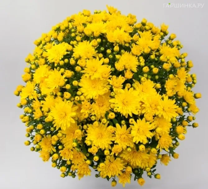 Хризантема мультифлора Бранкроун