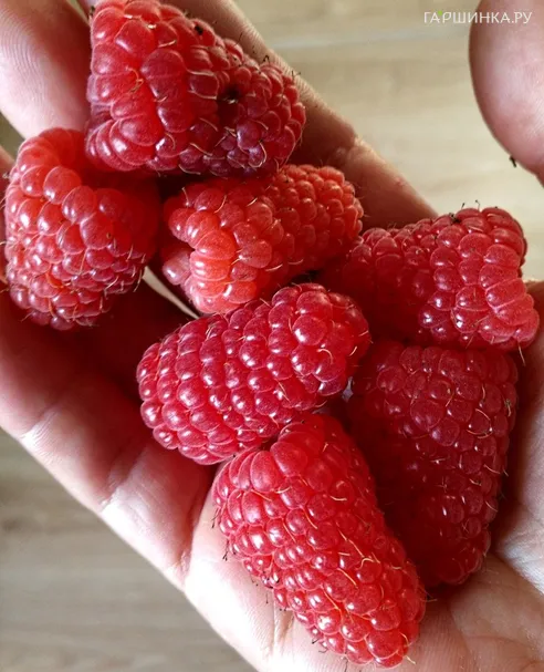 Малина Бриллиантовая ремонтантная (лицензионная)