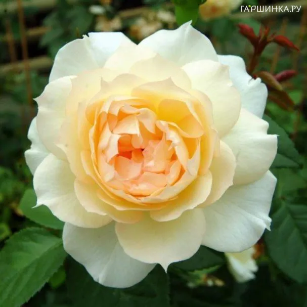 Роза Чайковский/Мэгги Табберер, Мейян (лиц)