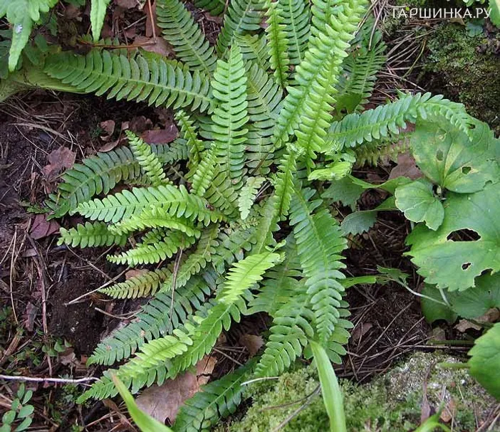 Дербянка колосистая (папоротник)