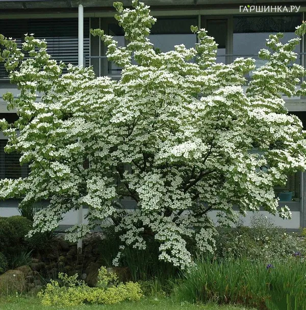 Дерен коуза китайский