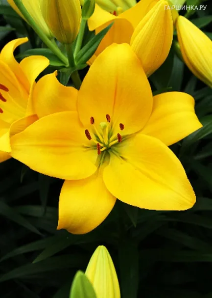 Лилия Десерт Инн азиатская/2шт