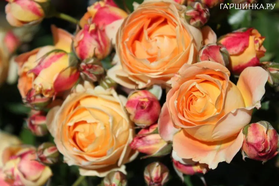 Роза Дольче Вита, Дельбар (лиц)