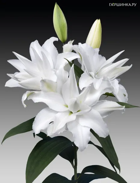 Лилия Май Веддинг восточная махровая