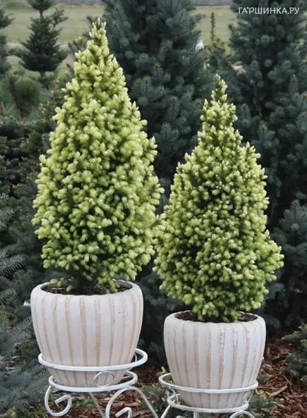 Ель канадская Сан оф зе Скай