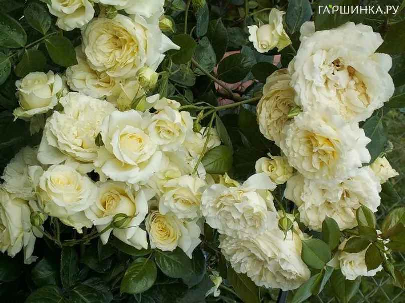 Роза Эльф плетистая, Тантау (лиц)