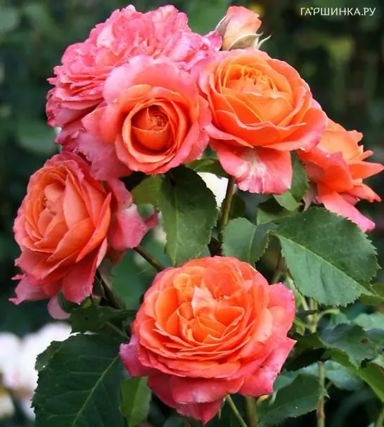 Роза Эмильен Гийо, Гийо (лиц)