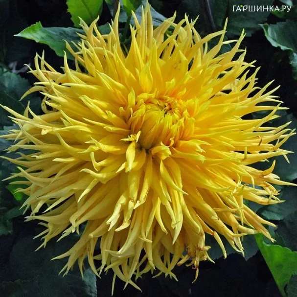 Георгина Энкор бахромчатая