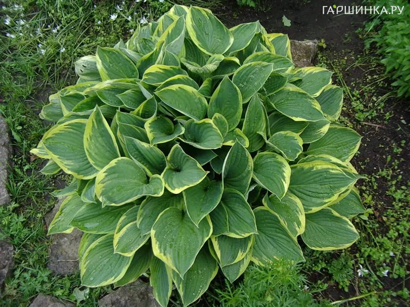 Хоста Ауреомаргината (ML)