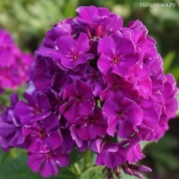 Флокс метельчатый Роберта